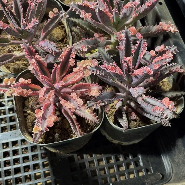 不死鸟2.8带盆土发