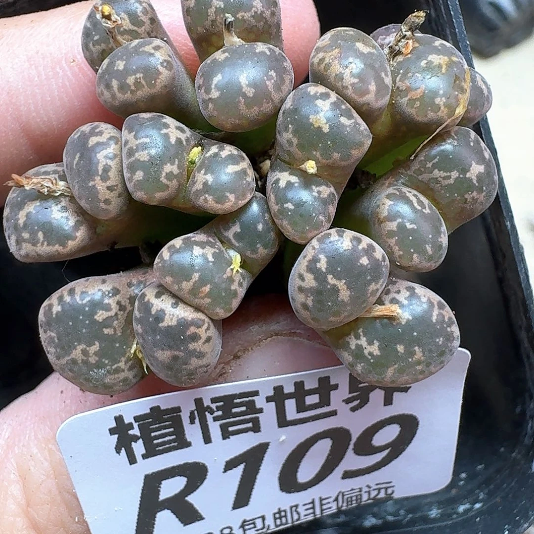 多肉植物的润泽完成