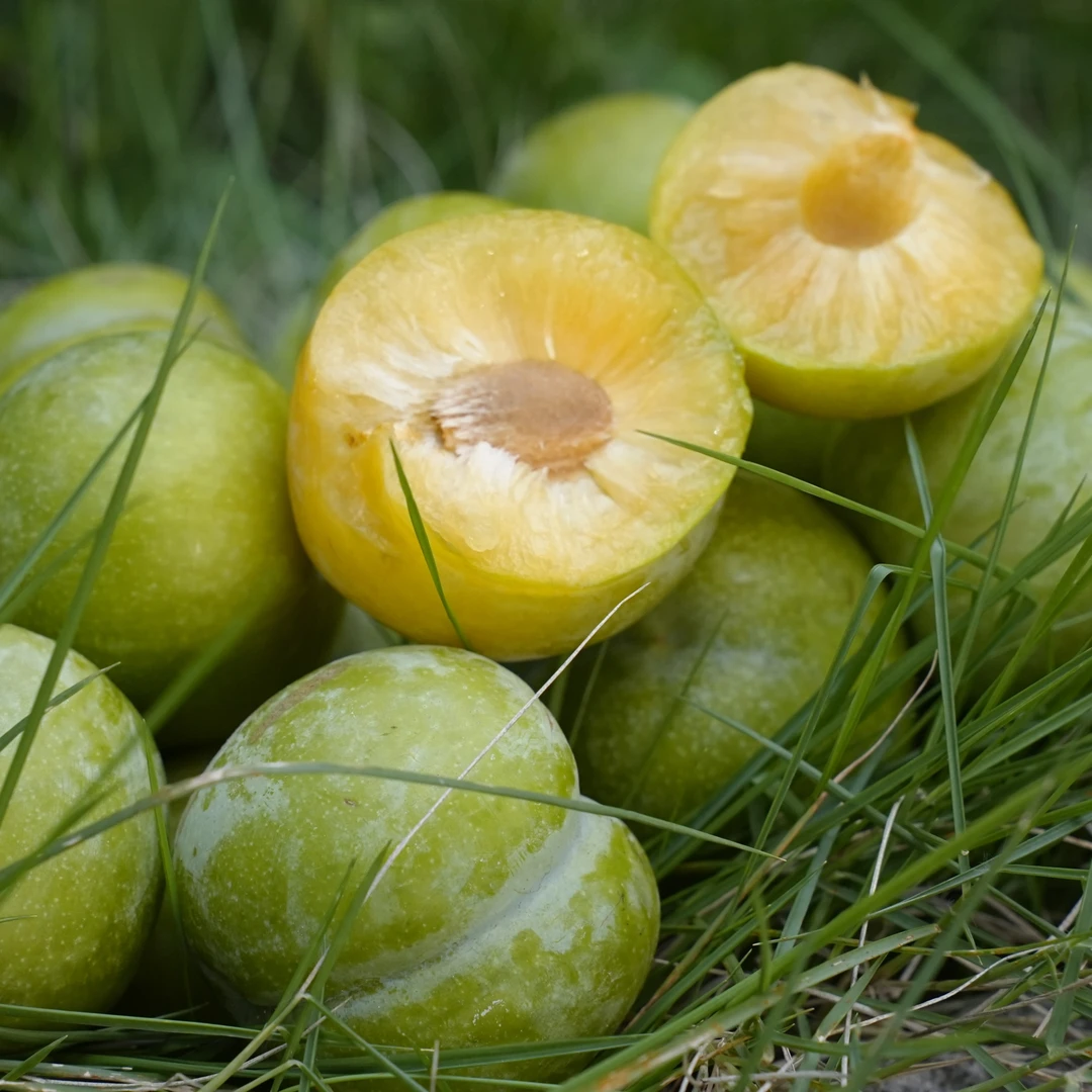 【助农】四川赤水河凤凰李江安李新鲜水果脱骨李子空心青脆李蜂糖李