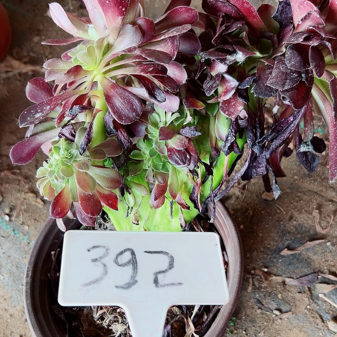 多肉植物欧子缀花