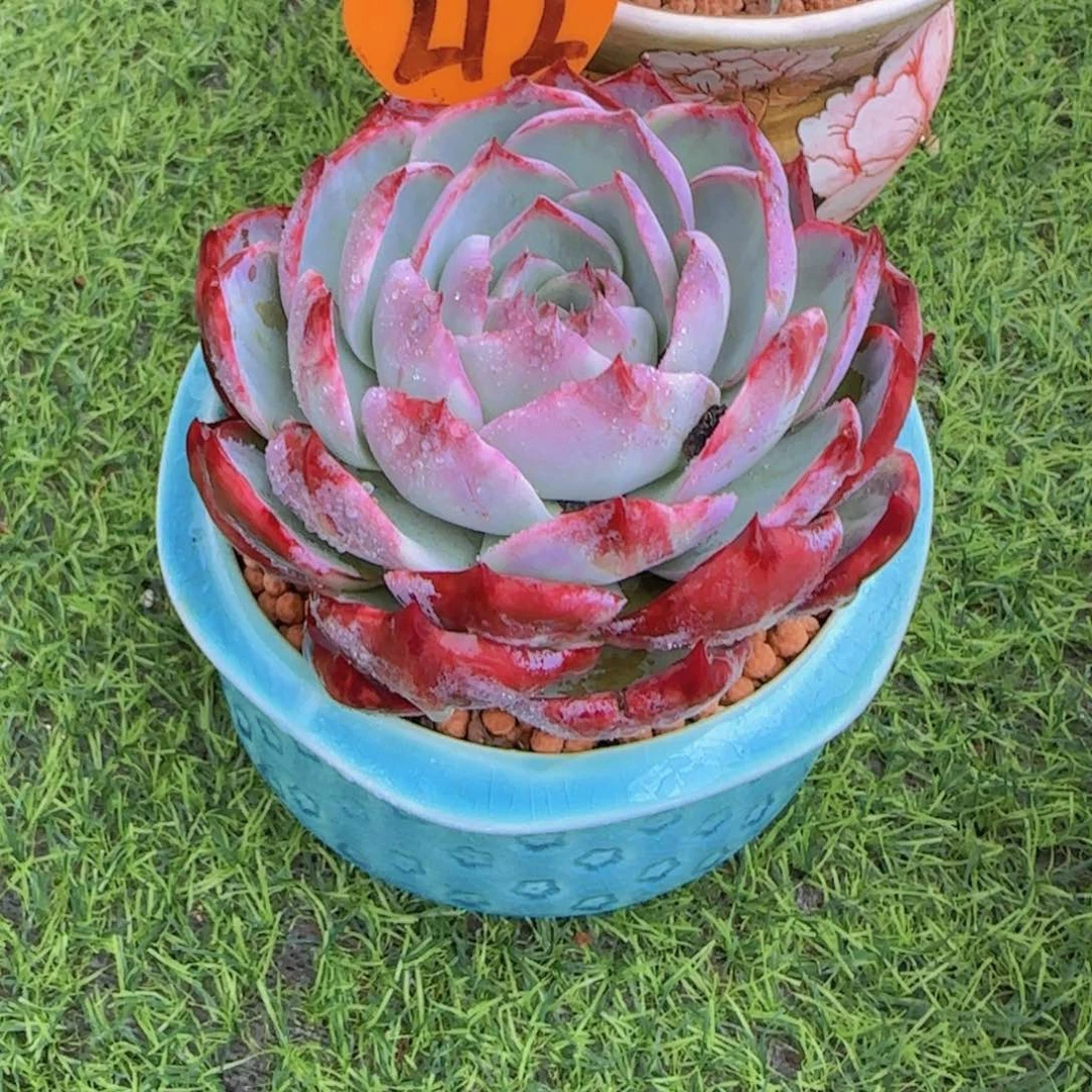 清*212多肉植物一物一拍