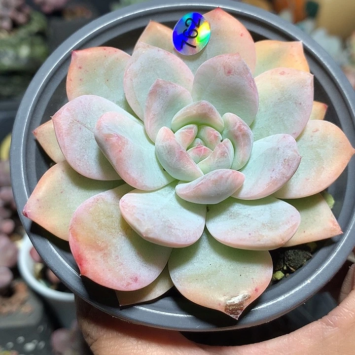 橙梦露腹轮锦多肉植物