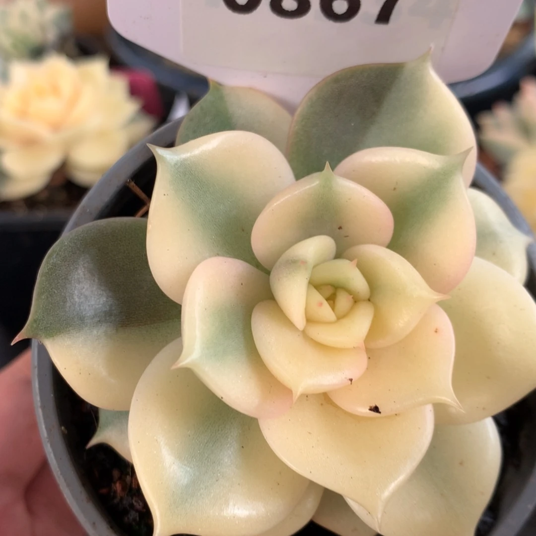 867贝加尔湖ggggg