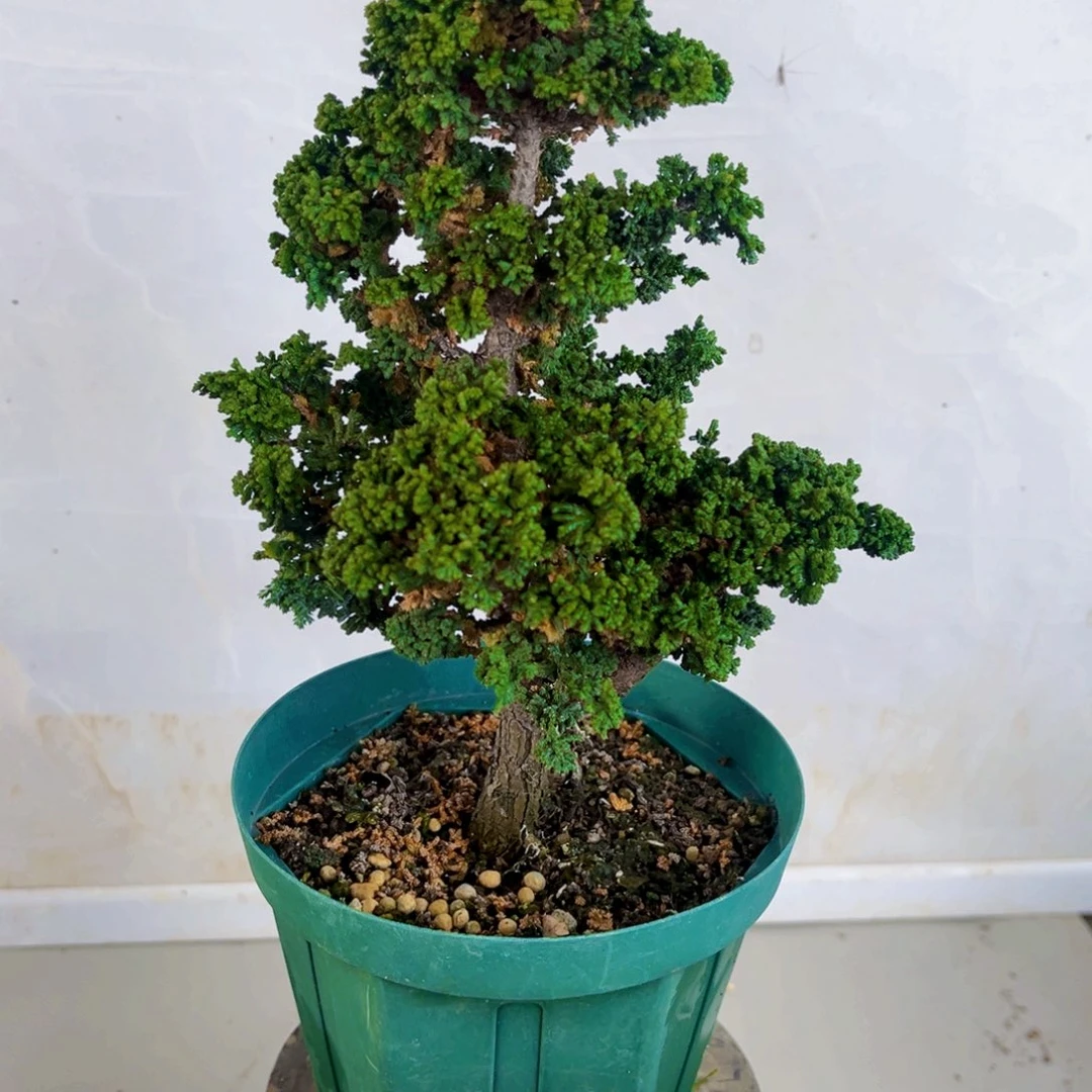 无花朵石化桧…………