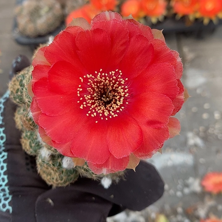 121 侧芽自根丽花6.5厘米盆