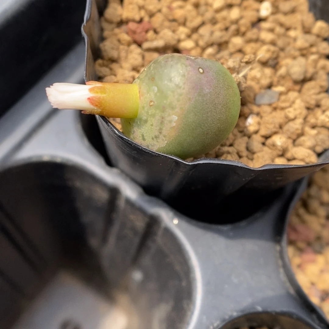 多肉植物肉锥杂交K-3496