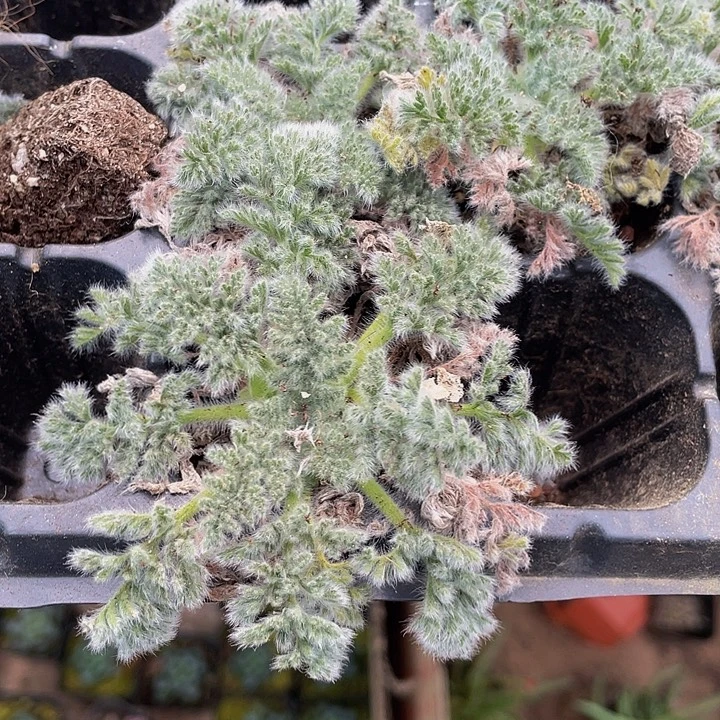 羽叶阳葵2.8带土发