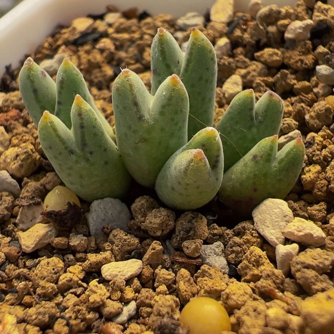 猪蹄多肉植物盆栽栽培