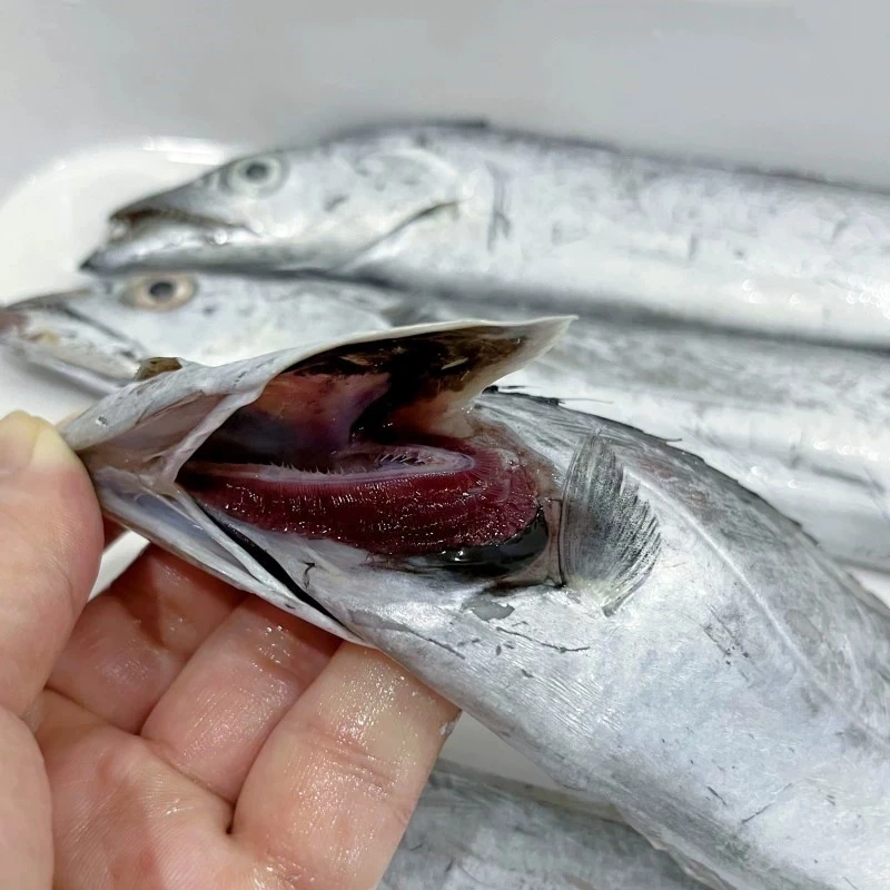 【整条带5斤】黄海小眼油带鱼整条速冻发货 单条独立包装 B