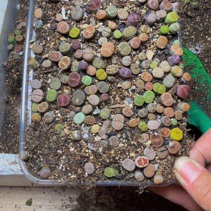 y***i多肉植物的生长发育11