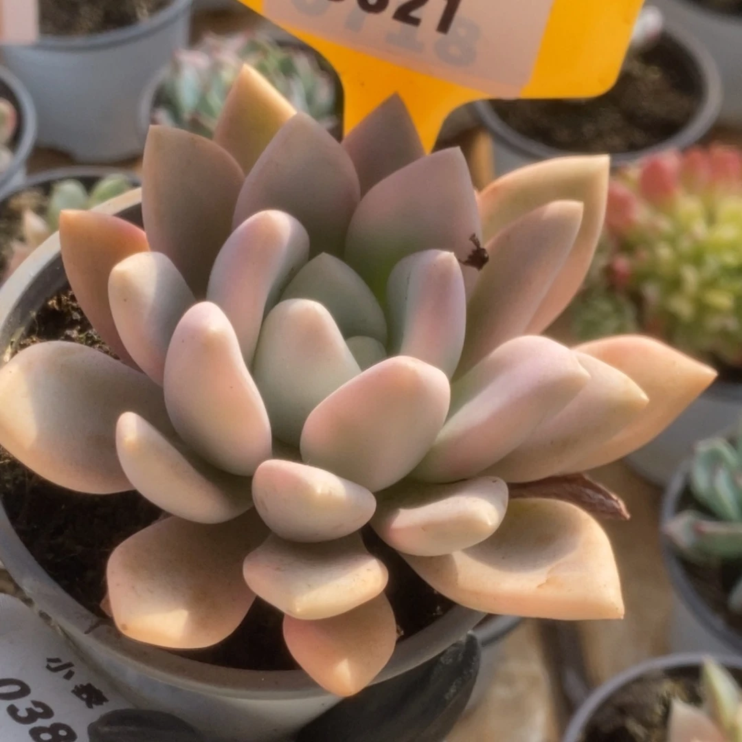 621奥普锦锦锦锦锦锦