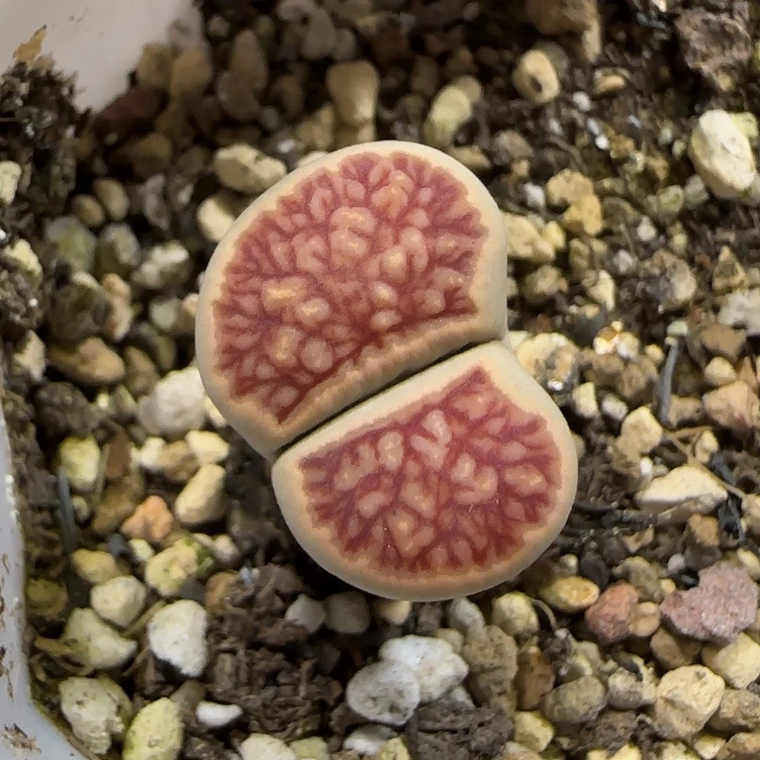 11.18。     红窗菊。     2035