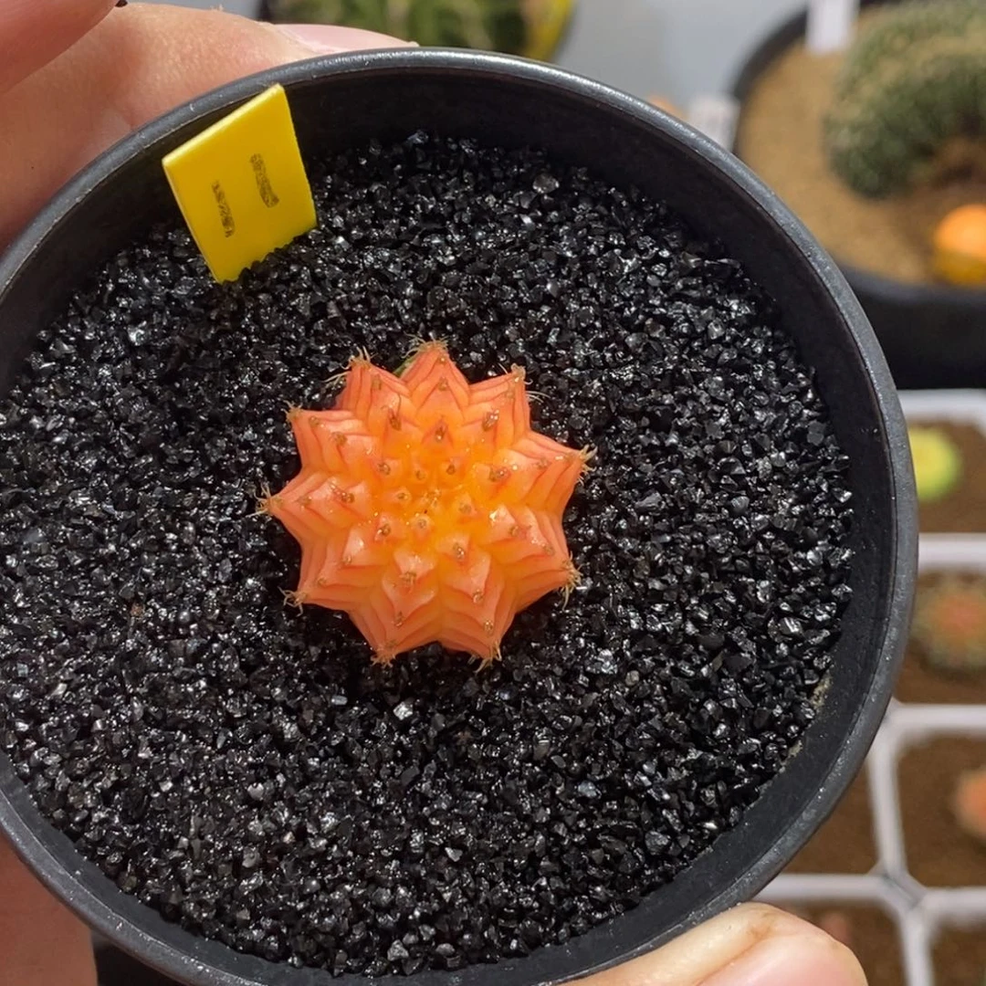 精品米哈—脱土发货5