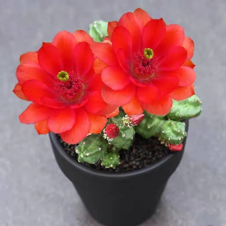 无刺桃太郎仙人掌科鹿角柱属美花角盆栽仙人球阳台花卉绿植多肉