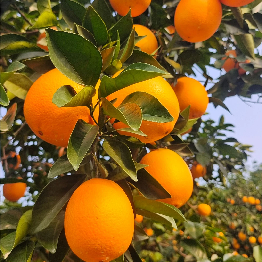 【10KG】正宗赣南脐橙果园现摘直发28年老树甜果