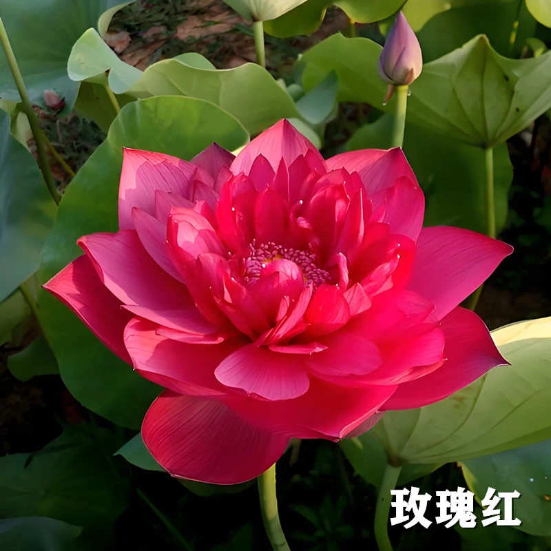 【玫瑰红】莲藕种根苗荷花苗盆栽水养莲花大型池塘观赏睡莲种藕