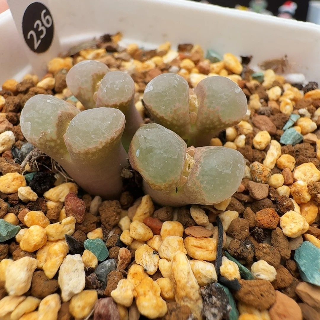 多肉植物福利风铃236