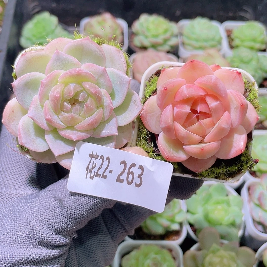 挣***肉花利美22-263珍妮2颗