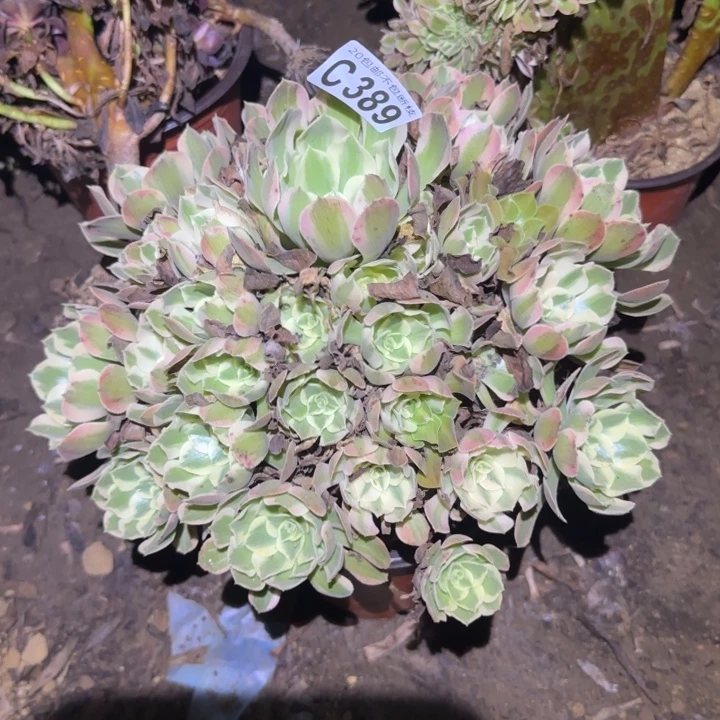 妖月……多肉植物的