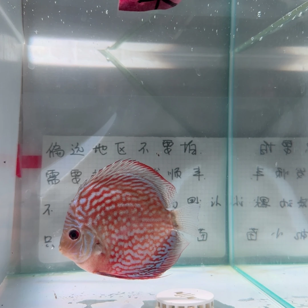 七彩神仙鱼肉身8偏远地区不拍