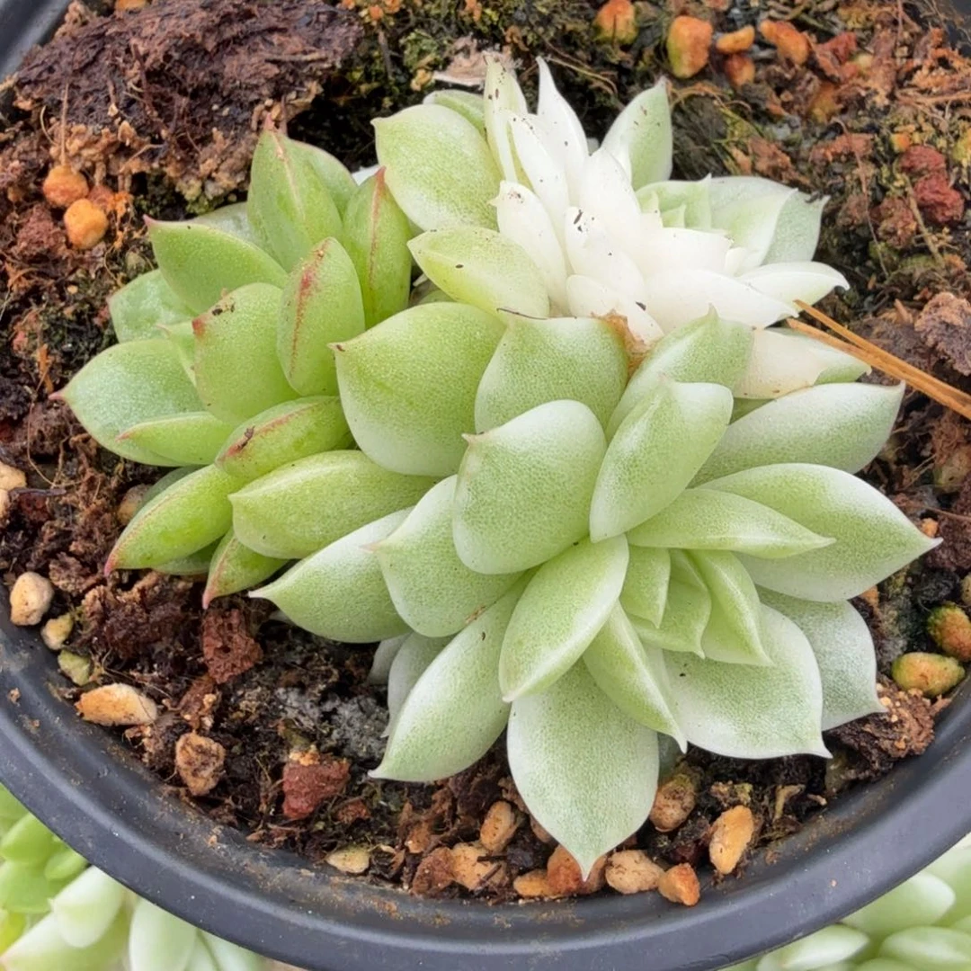 黑水晶锦腹轮锦群