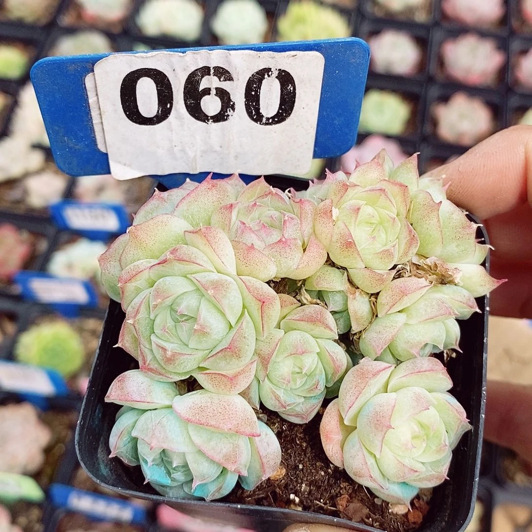 潘多拉7cm不包整群
