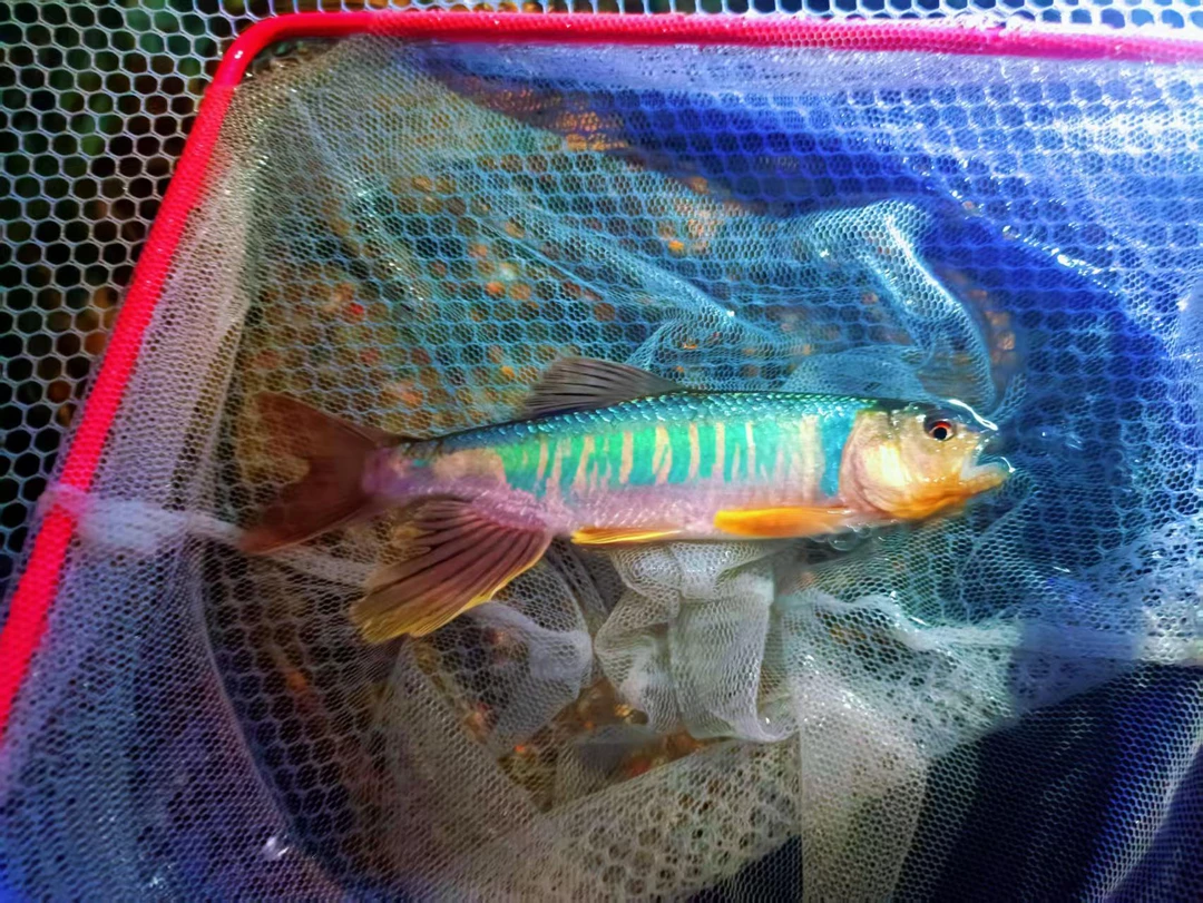 超红超大长鳍鱲溪哥马口鱼冷水鱼溪流鱼原生观赏淡水鱼好养耐活