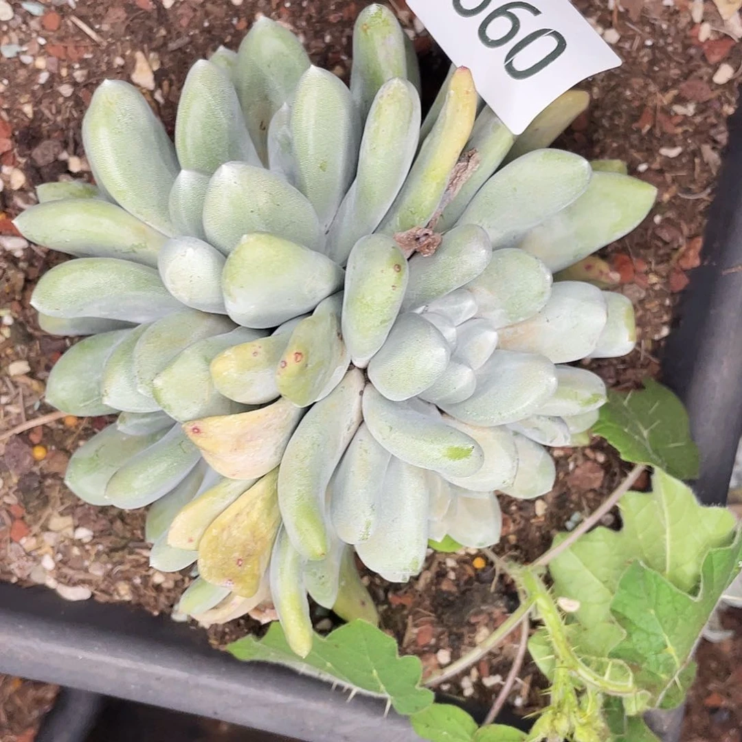?****飞拇指多头群生4660