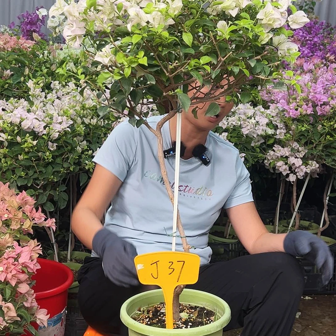 宇***欧大部分花苞少量开放J37苹果花
