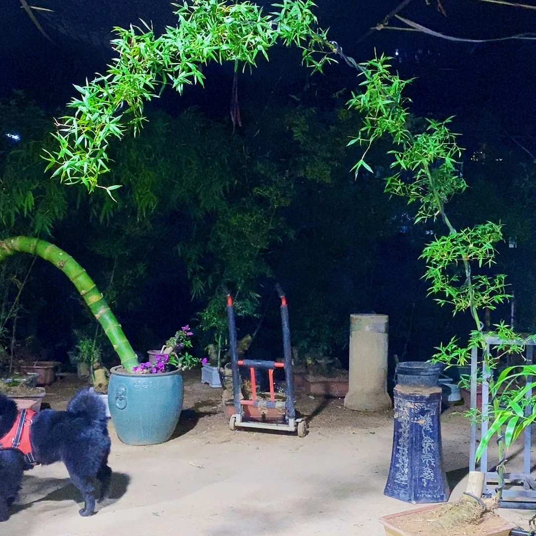 无花朵簕竹红红火火恍恍惚