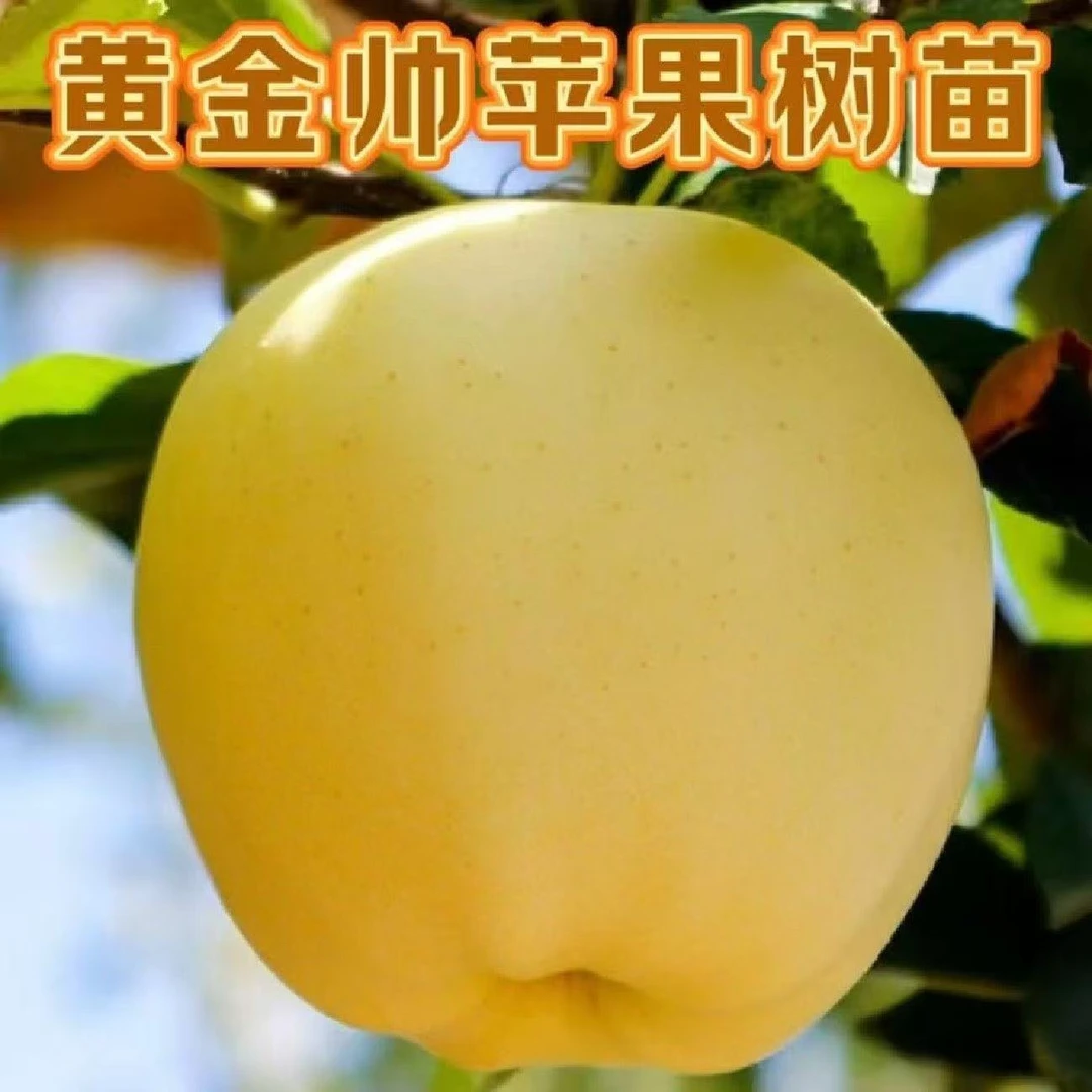 黄金帅苹果苗金冠苹果树黄元帅维纳斯黄金苹果树苗嫁接耐寒果树苗