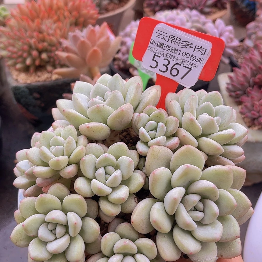 5367泡泡糖多肉植物