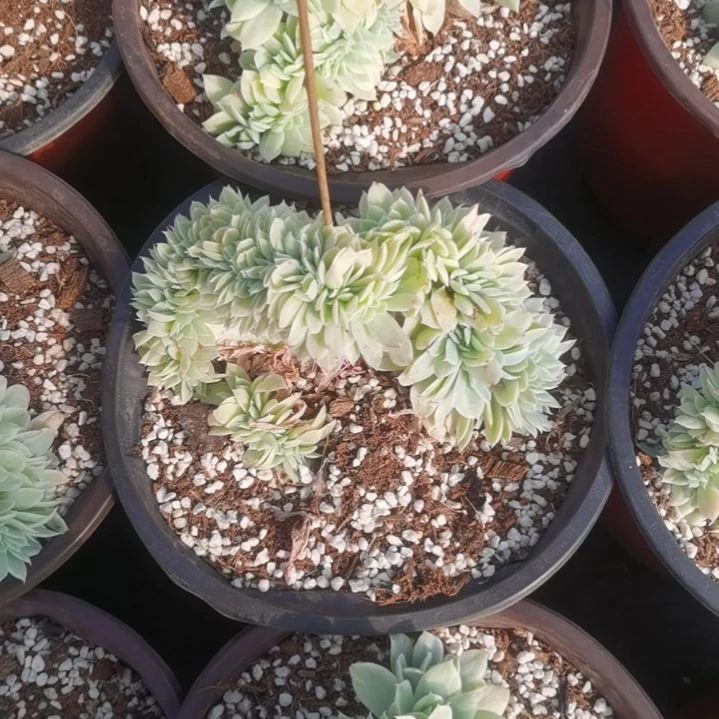 丝绸面纱白覆轮锦缀化