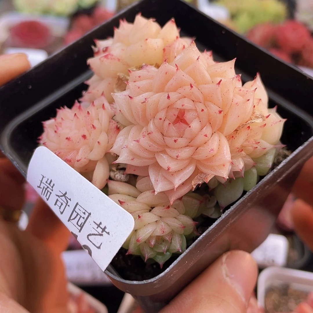 000000000000010量拍