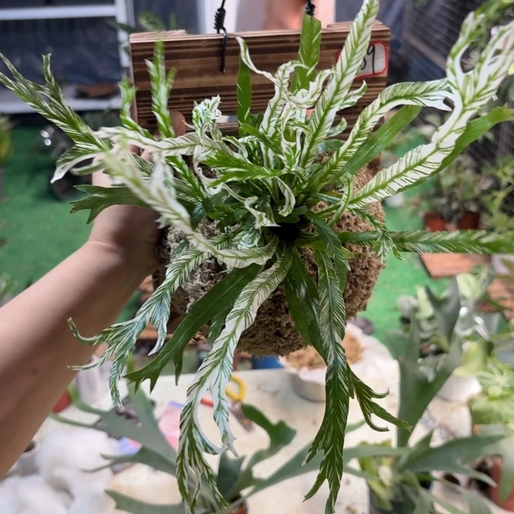 完全开放板植白月光