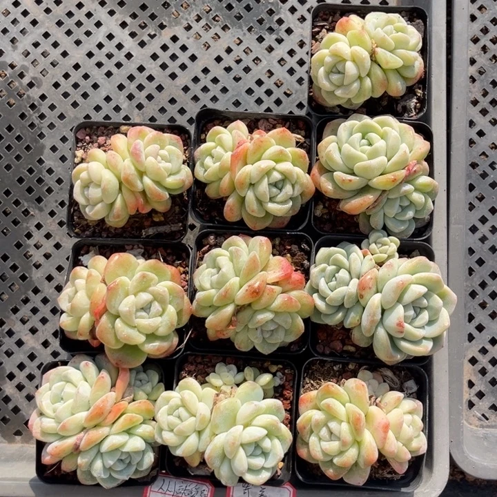 从***驴冰玉多肉七方盆一组10个