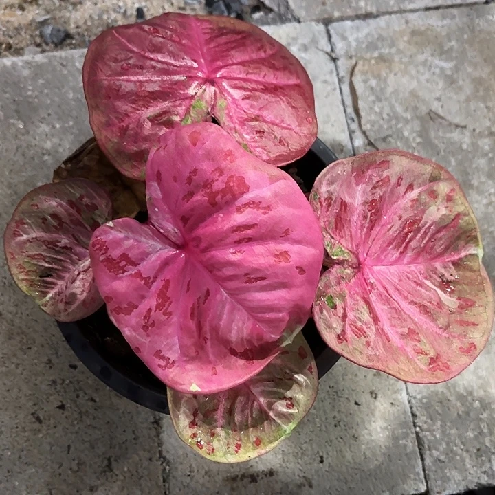 98-1015芭提雅彩叶芋泰国
