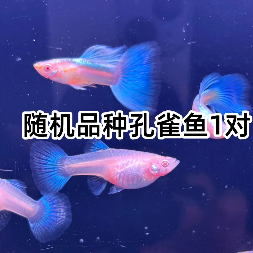 孔雀鱼随机品种1对（福袋包邮不包损）