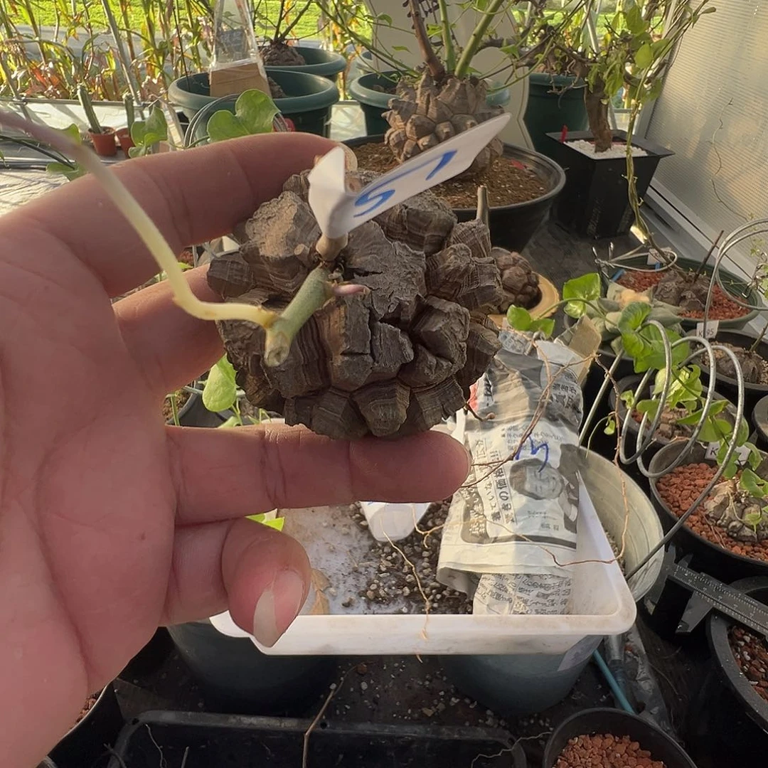多肉植物专拍 一物一拍 南非龟甲龙51