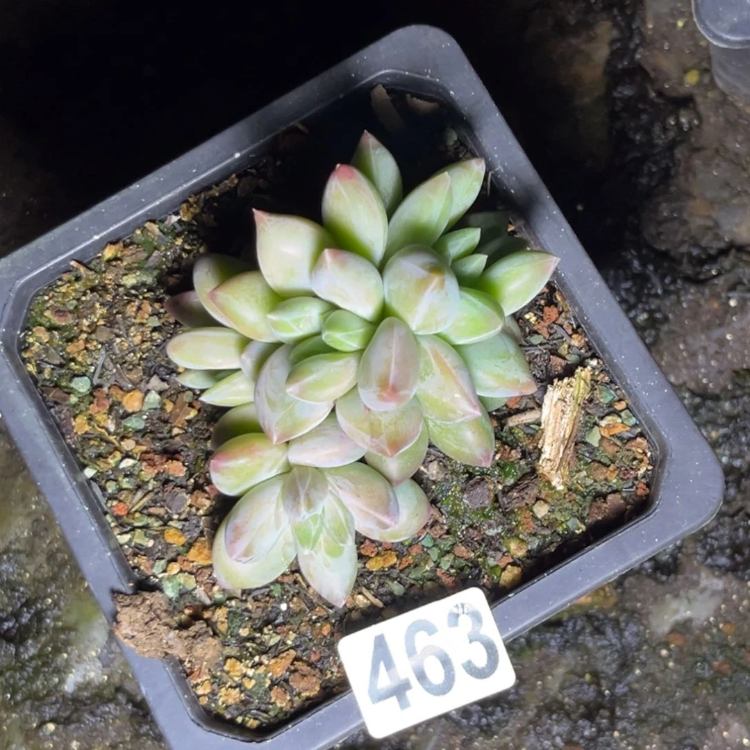 多肉植物重楼缀463