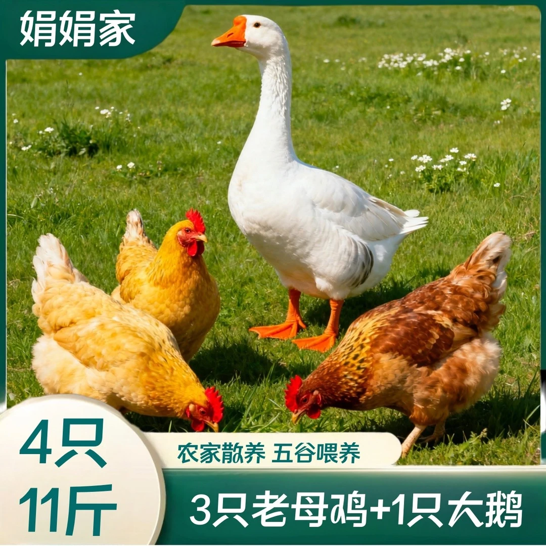 【娟娟A】3只2年老母鸡 赠1只大白鹅 共4只净重11斤 支持试吃