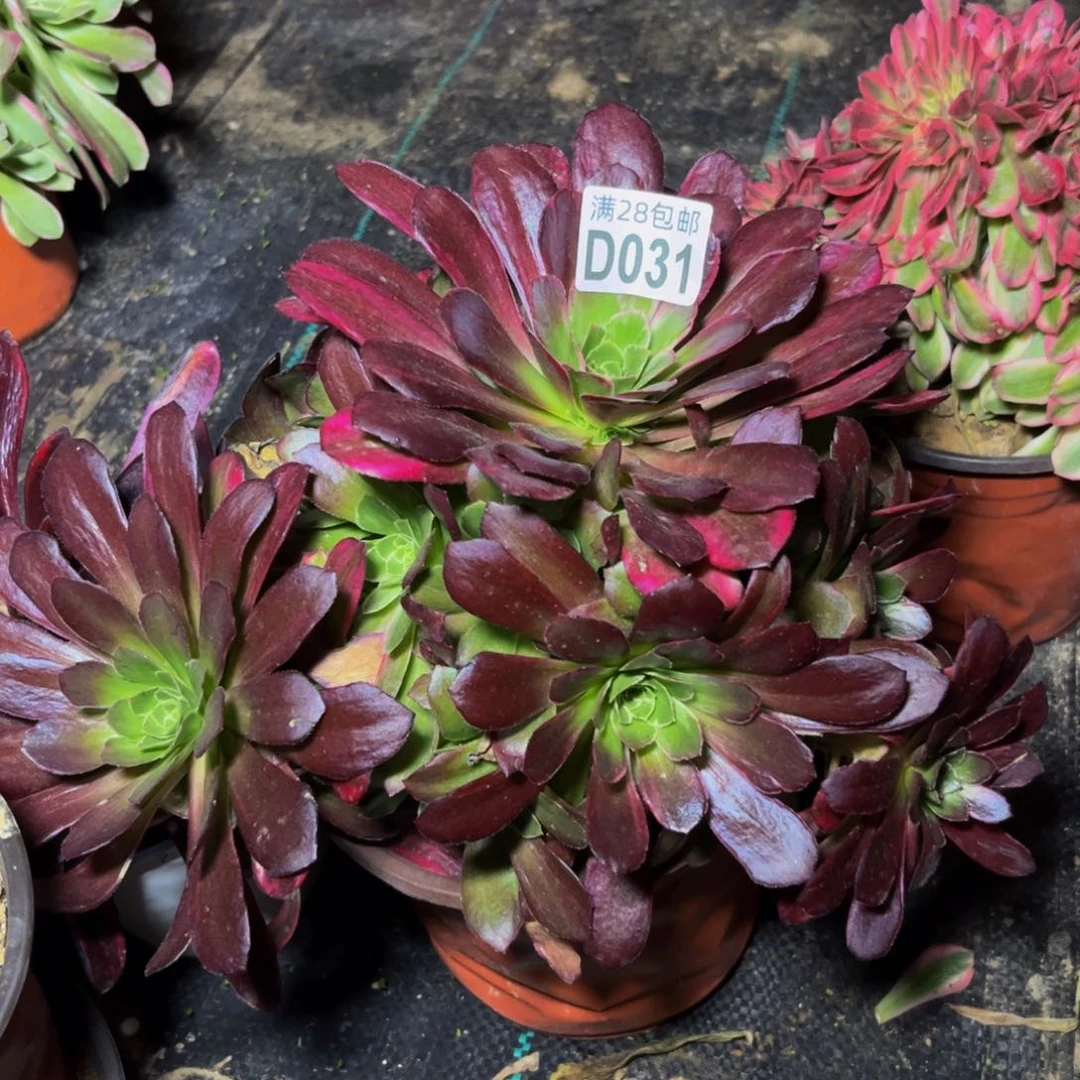 31多肉植物一物一拍