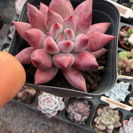 273车厘子多肉植物多