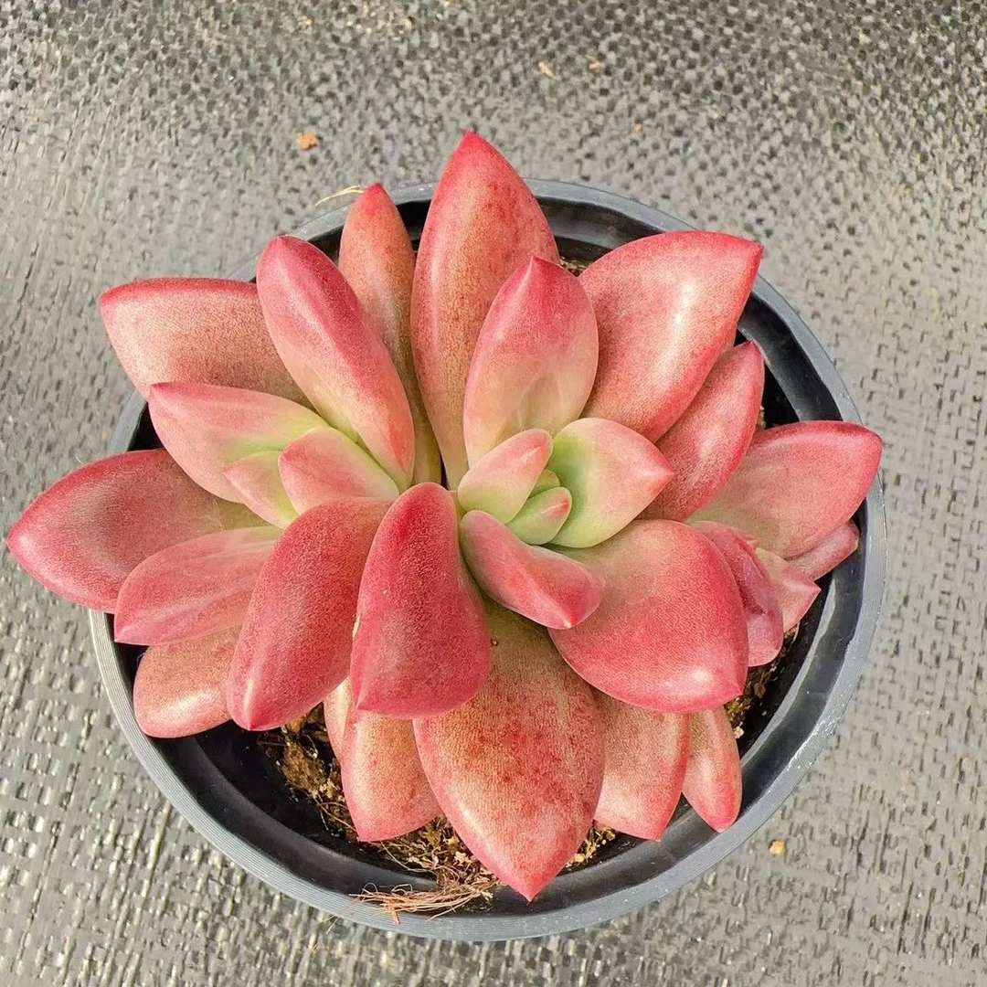 【赫菲斯托】  多肉植物 新手好养 基地直发适合阳台庭院养护