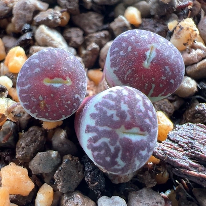 A437.  青蛙种源优选青花瓷墨。