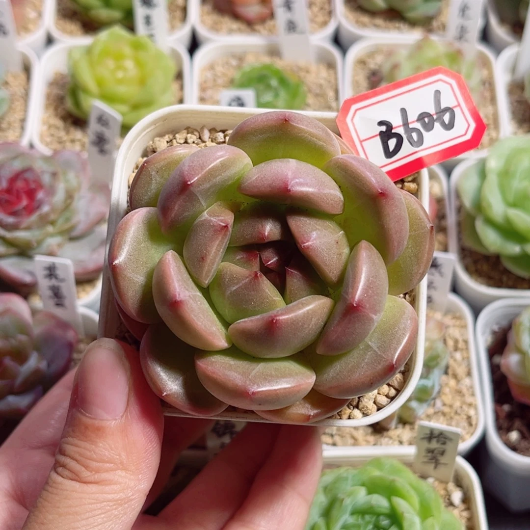 吉***堡B606 一物一拍 商陆