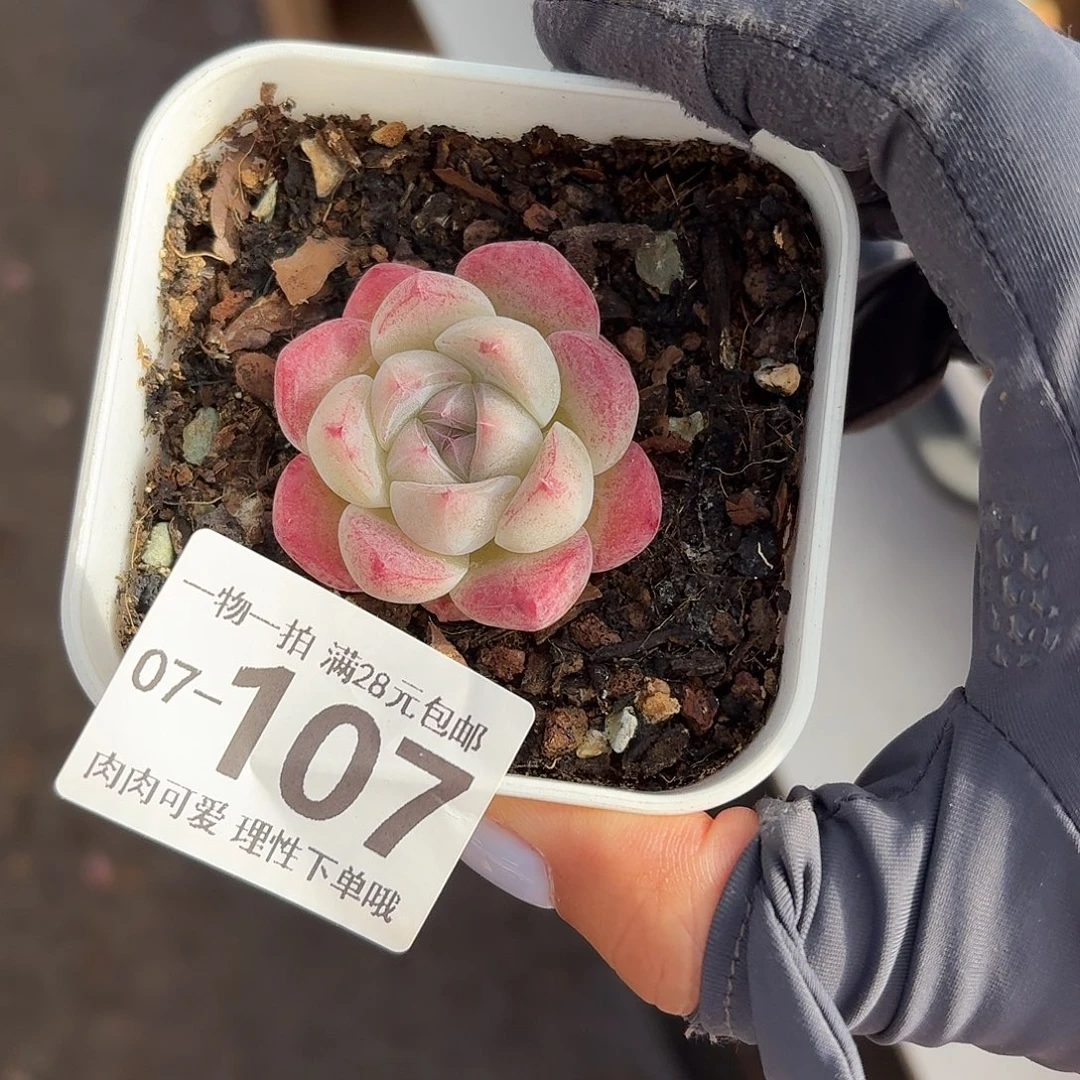 如梦令无盆土发货无