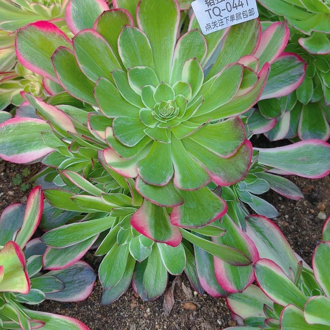 海王多肉植物二号441