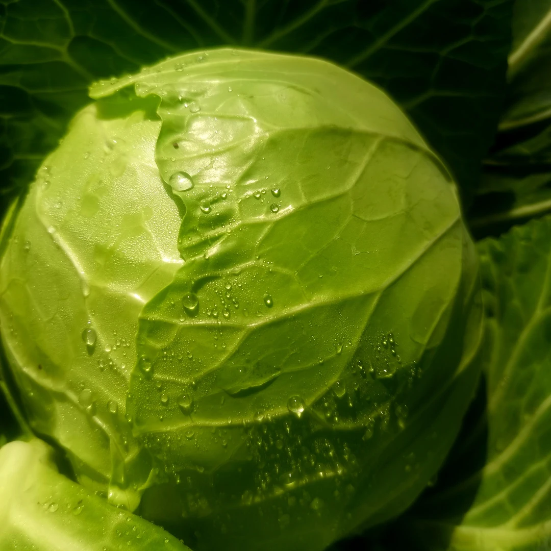 云南高山露天绿甘蓝新鲜应季蔬菜老品种包菜包心菜莲花白