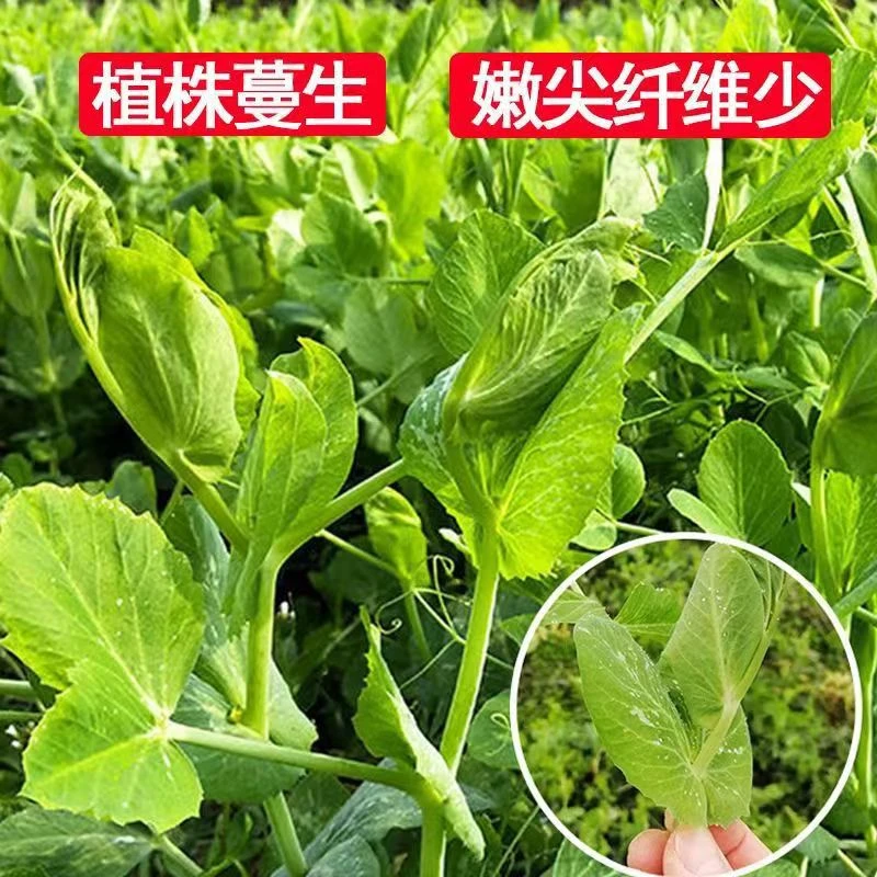 【全店任意满5包包邮】好吃豌豆苗种子